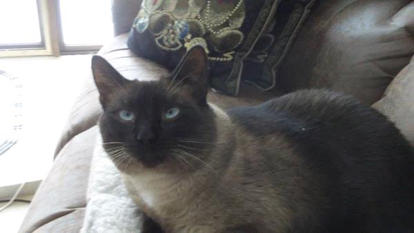 /images/uploads/griffin pond animal shelter/loveyourpet2018/entries/6590thumb.jpg